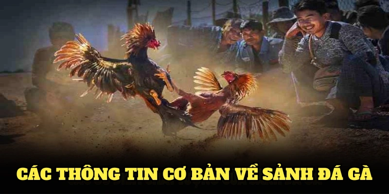 Các thông tin cơ bản về sảnh đá gà 8XBET bạn nên biết